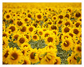 Sunflower Farm Field