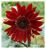 Red sunflower 'Prado Red'